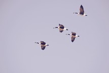 Canada Geese flying overhead 