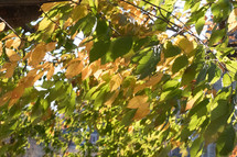 fall leaves on a tree 