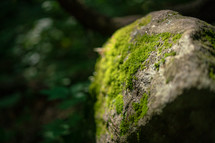 moss on a rock 