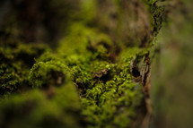 green moss 