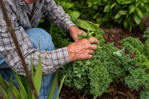 an elderly man tending the garden 