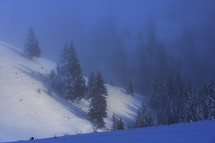Trees in Winter Mist in Ciucas Mountains, Romania