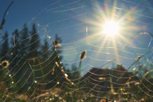 Sun Shining through a Spider`s Web, closeup.