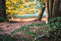 tree branches in a forest 