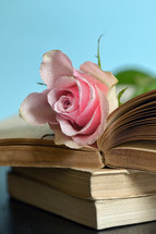 pink rose on the pages of a book 