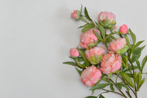 pink peony flowers 