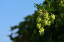 green hops growing on a branch 