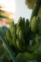 Wild bananas growing on a banana tree, tropical fruit plant and seeds, exotic food