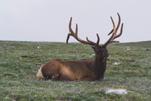 An elk with large antlers laying in a green meadow.