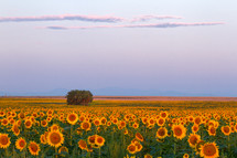Many rows of sunflowers in a field. Hint of the mountains in the background