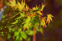 Leaves Of a Beautiful Autumn Maple