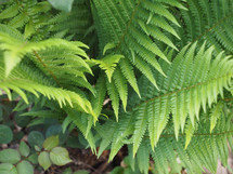 green fern (Leptosporangiate ferns) plant leaves useful as a background