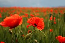 Spectacular vivid bloom close up of Poppies in Poppy field. Hello spring, Spring landscape, rural background, Copy space. Flower poppy flowering on background poppies flowers. Nature.