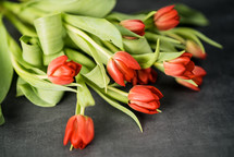bouquet of red tulips 