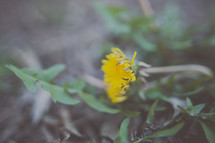 yellow dandelion 