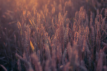 Sun shines on stalks of wheat.