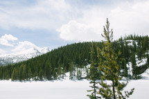 evergreen forest and snow