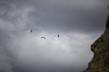 sea gulls flying under gray clouds 