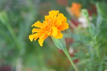 orange marigold flower 