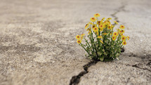 flowers growing in a crack 