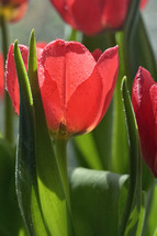 wet red tulip 