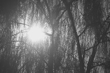 sunburst through a weeping willow 