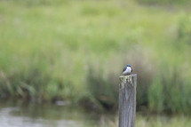 bird resting on a post 