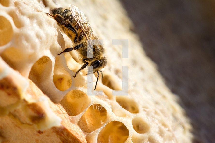 bee on a honeycomb 