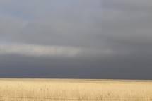 gray rain clouds over a golden field 