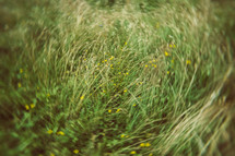 grasses texture background 