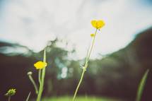 yellow summer flowers 