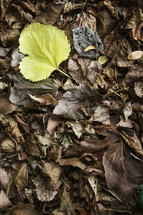 green leaf on brown dead leaves 