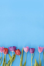 Blooming tulips in a row on a blue background.