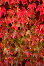 red maple leaves background 