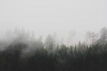 fog over a forest 