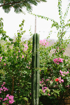 tall cactus and flowers 