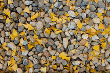 ginkgo leaves and stones and rocks 