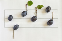 Conceptual Music Notes From Ripe Plums