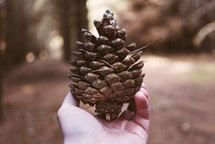 hand holding a pine cone 