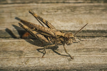 grasshopper on a deck 
