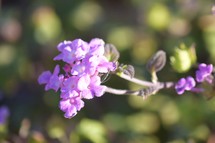 violet lantana flowers 