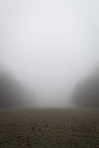 foggy morning in a field 