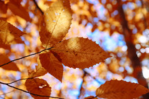 brown fall leaves against a blue sky 