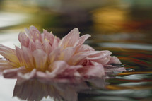 Lotus flower on the water surface after rain