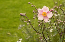The Pink Japanese Anemone Flower In The Garden