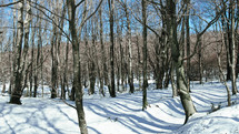Snowy forest in mountain landscape