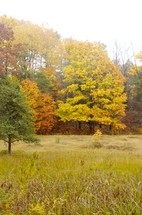 fall trees in a forest 
