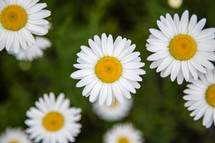 white daisies outdoors 