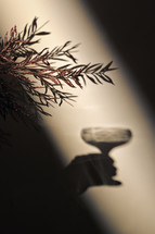 Plant and shadow of a person with a champagne glass