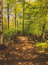 path through a summer forest 
